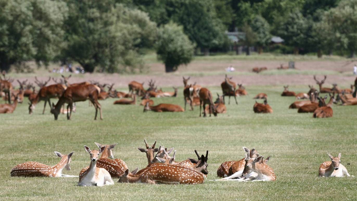 Richmond Park Attractions in Richmond Park, London