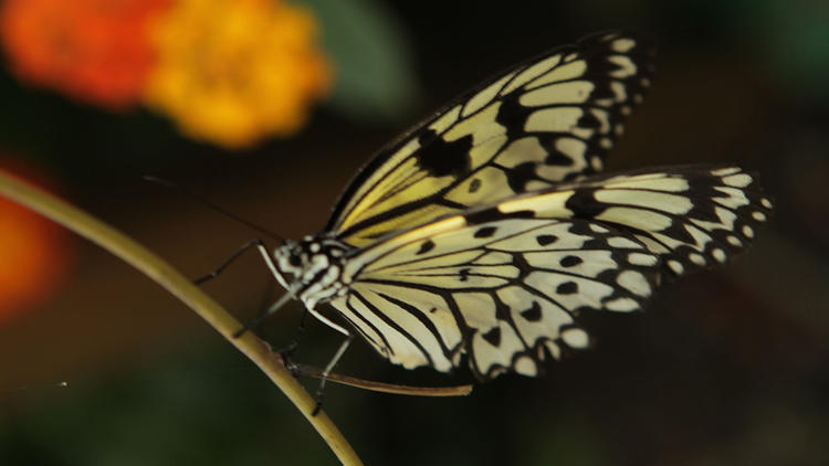 Metamorphosis: The Science of Change Metamorphosis: The Science of Change