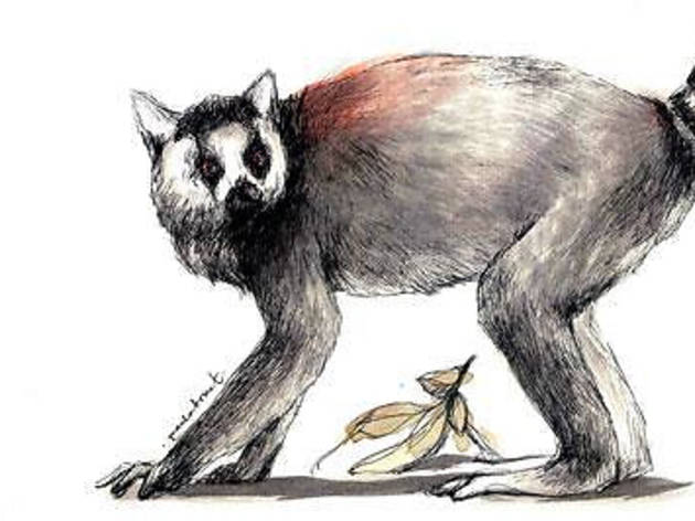 Lemur Lemur