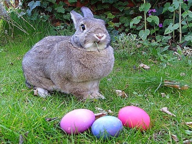Easter Hoppening Easter Hoppening