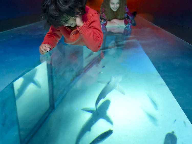 Shark Walk at SEA LIFE London Aquarium