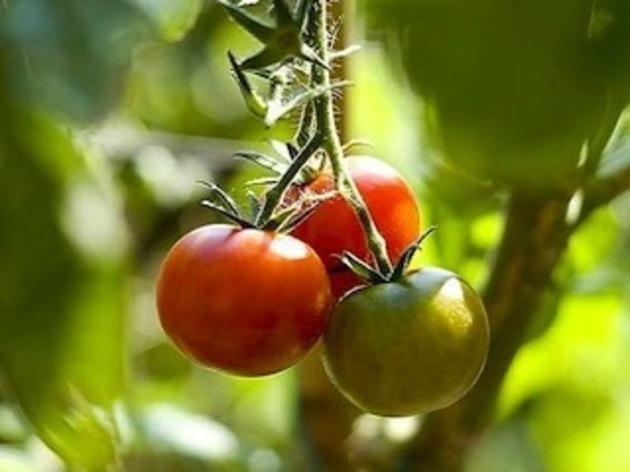 tomate légumes tomate légumes