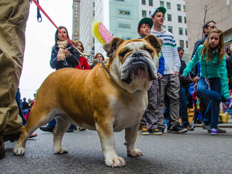 New York City, New York, USA. 21st Apr, 2019. A dog wears a NY Yankee hat  while on a skateboard during the Easter Parade on Fifth Avenue. The parade  originally started in