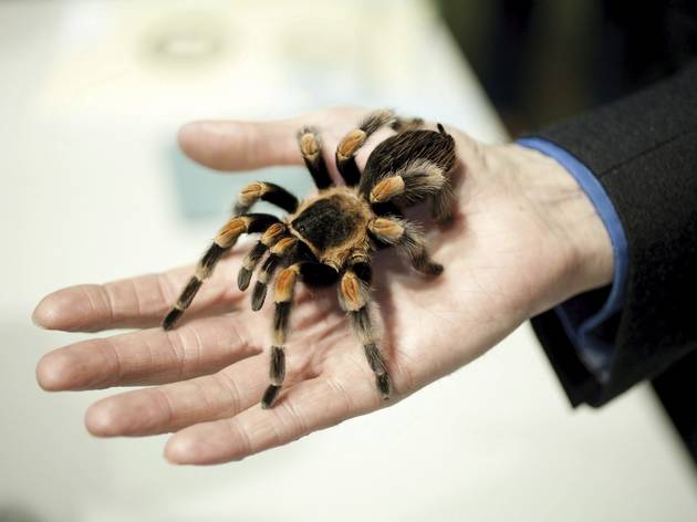 Friendly spider programme