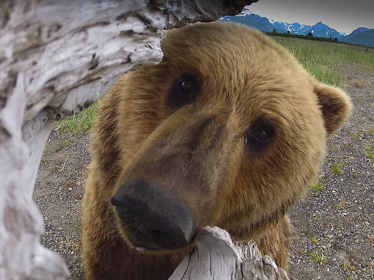 The Great Bear Stakeout