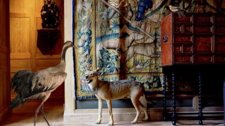 Musée de la Chasse (Karen Knorr)