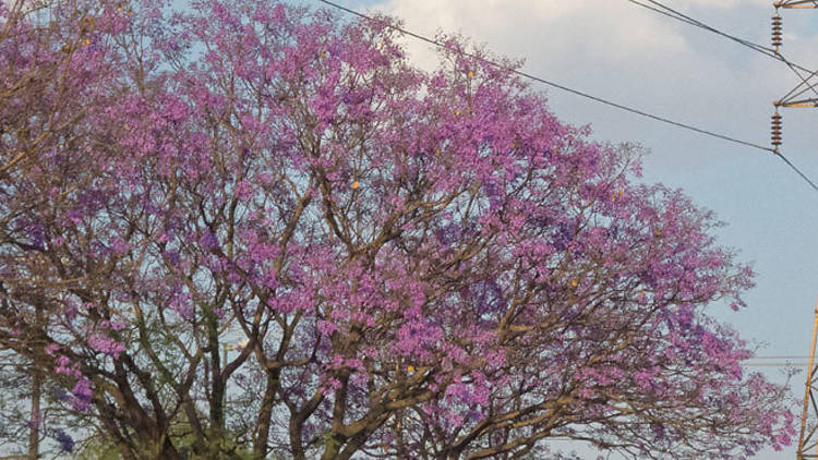 Jacaranda