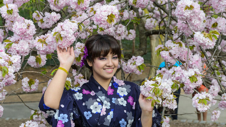 Sakura Matsuri 2013 at the Brooklyn Botanic Garden