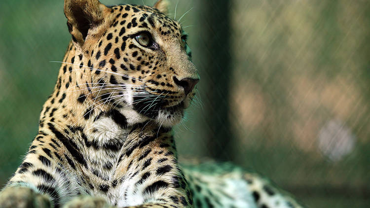 Natural World - Leopards 21st Century Cats