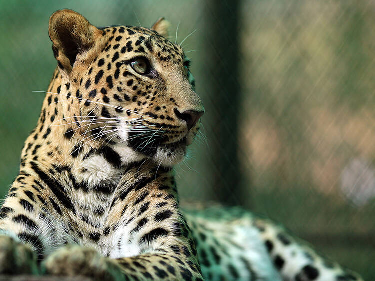 Natural World - Leopards 21st Century Cats