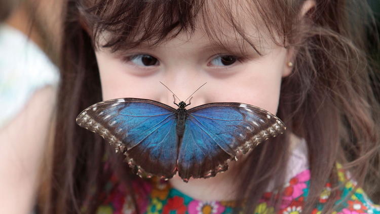 Girl with butterfly (Kevin Webb/NHM Image Resources)