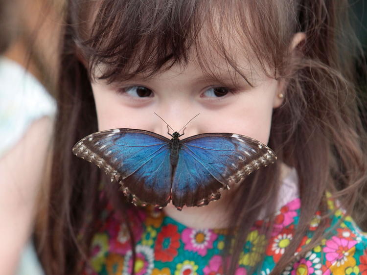 Sensational Butterflies