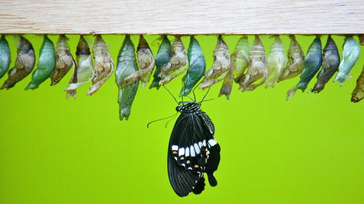 Butterfly and Cocoons (Kevin Webb/NHM Image Resources)