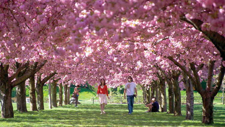 Brooklyn Botanic Garden