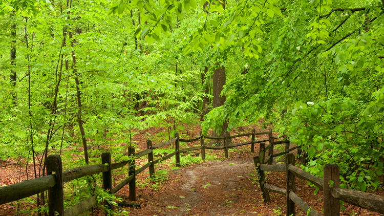 Photograph: Ivo M. Vermeulen/Courtesy The New York Botanical Garden