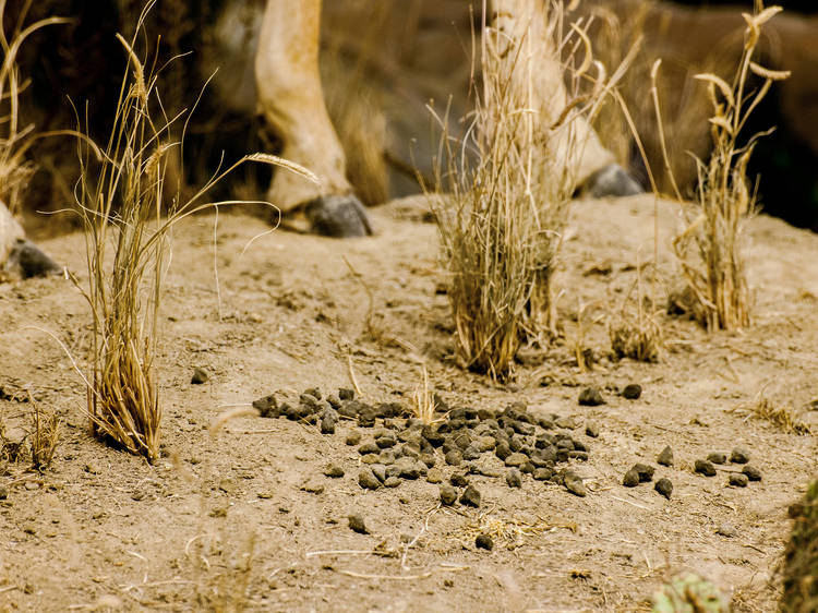 Pronghorn droppings in the Roosevelt Elkhorn Ranch diorama at American Museum of Natural History