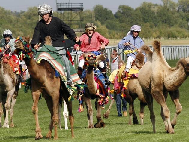 Joseph's Amazing Camels Joseph's Amazing Camels