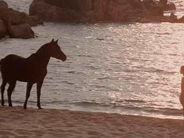 The Black Stallion (1979) The Black Stallion (1979)