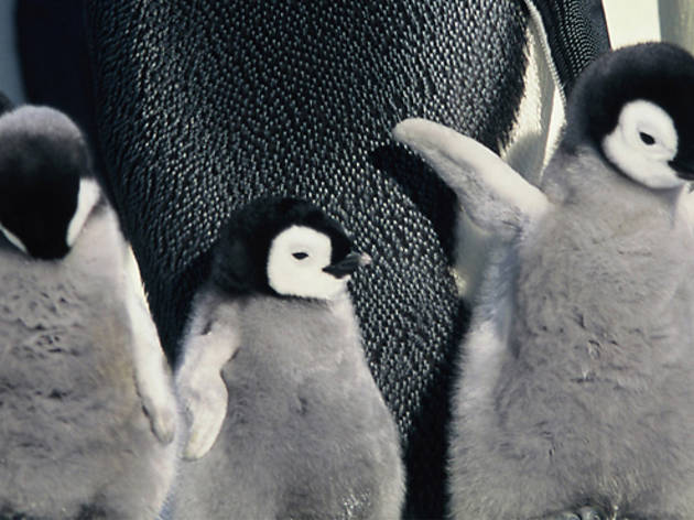 March of the Penguins (2005) March of the Penguins (2005)