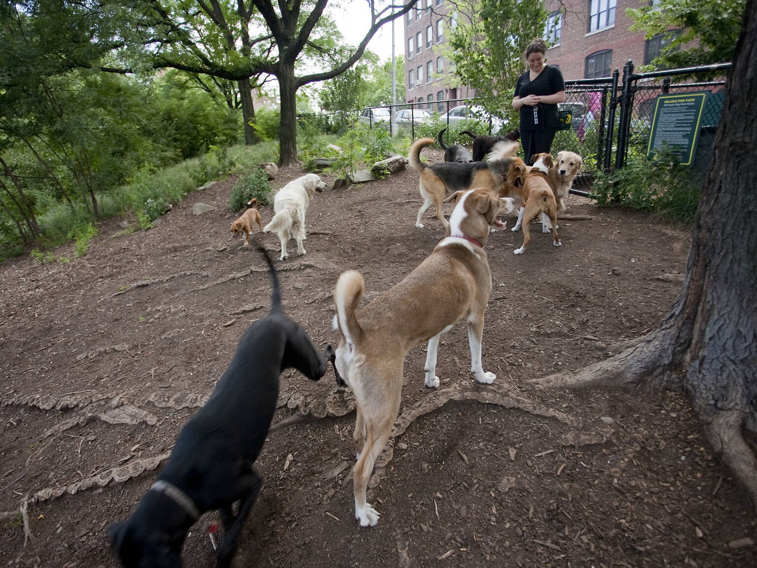 17 Best Dog Parks in New York City