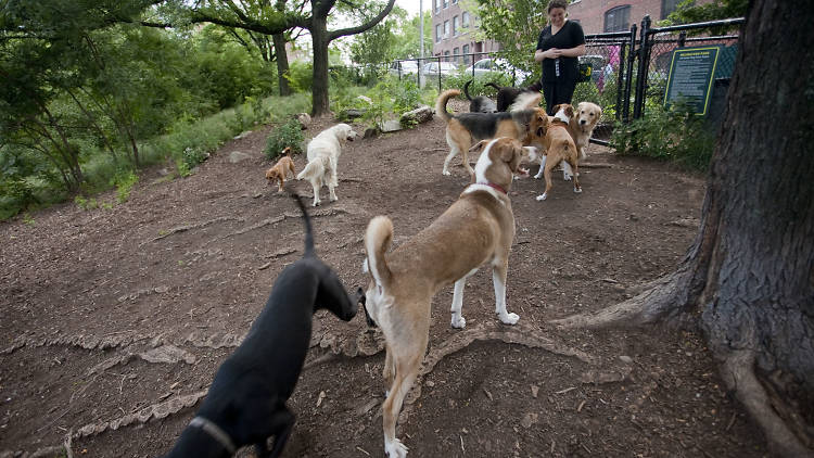 dog park; dogs; parks; hillside dog park