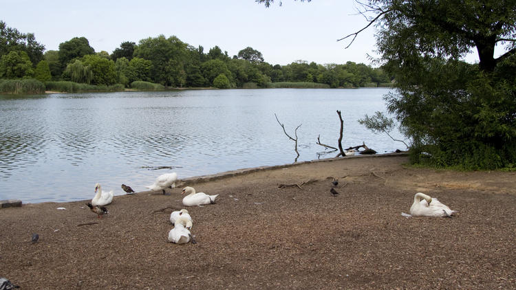 1883, 1895: Suicides by the lake, Prospect Park