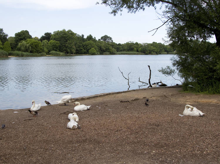 1883, 1895: Suicides by the lake, Prospect Park