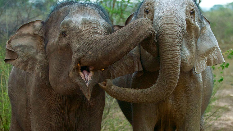 Natural World: Sri Lanka – Elephant Island