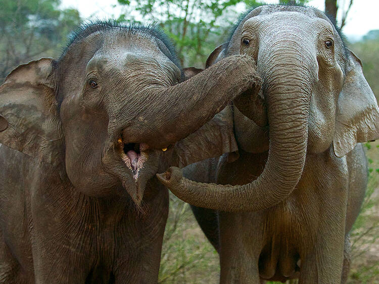 Natural World: Sri Lanka – Elephant Island