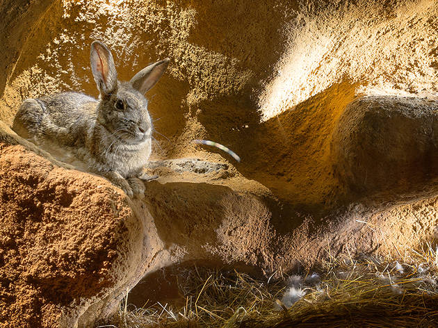 The Burrowers The Burrowers