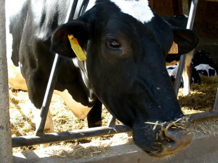 Vaca Granja La Fageda