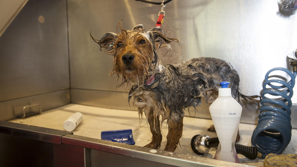 London's best dog groomers Shopping and lifestyle Time Out London