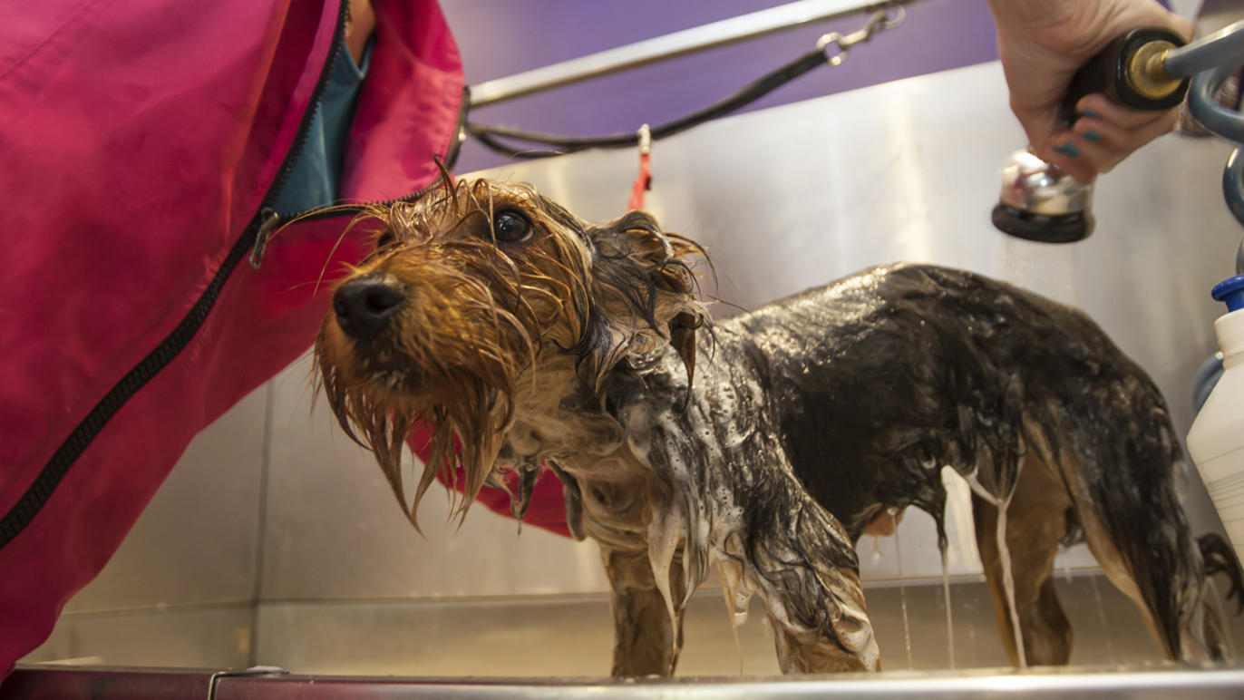 London's best dog groomers Shopping and lifestyle Time Out London