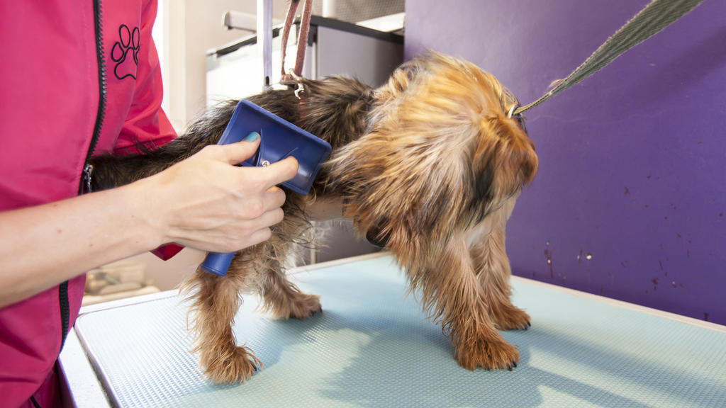 London's best dog groomers Shopping and lifestyle Time Out London