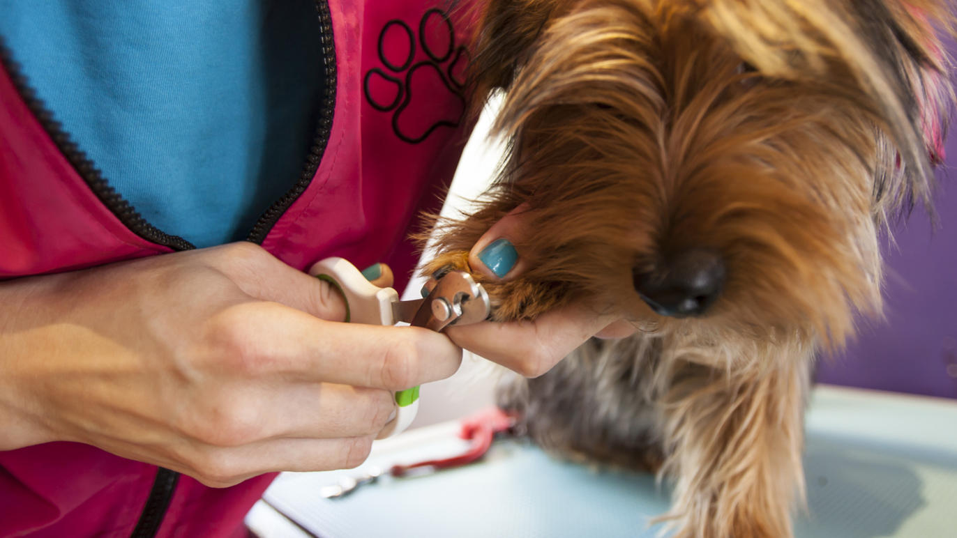 London's best dog groomers Shopping and lifestyle Time Out London