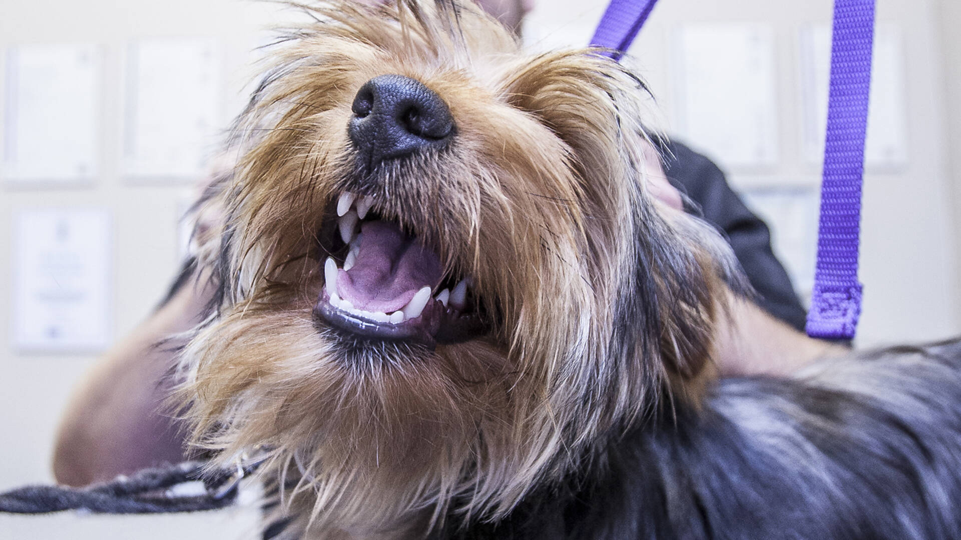 London's best dog groomers Shopping and lifestyle Time Out London