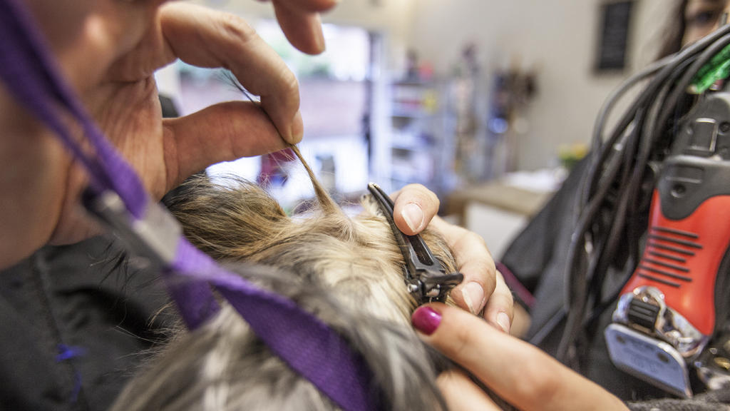 London's best dog groomers Shopping and lifestyle Time Out London