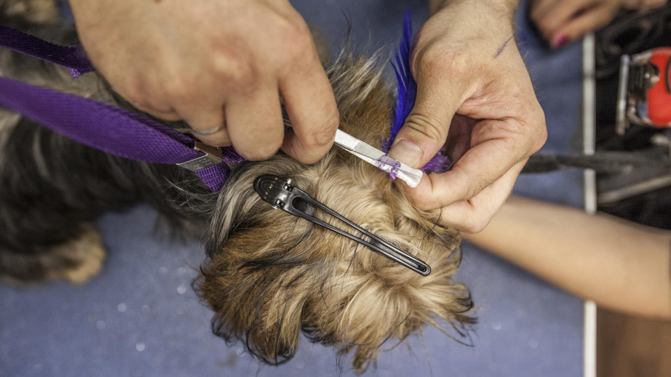 London's best dog groomers Shopping and lifestyle Time Out London