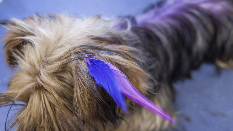 Feather hotsell extensions dogs