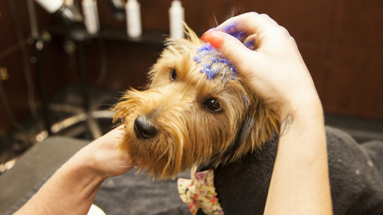 The Pet Spa at Harrods