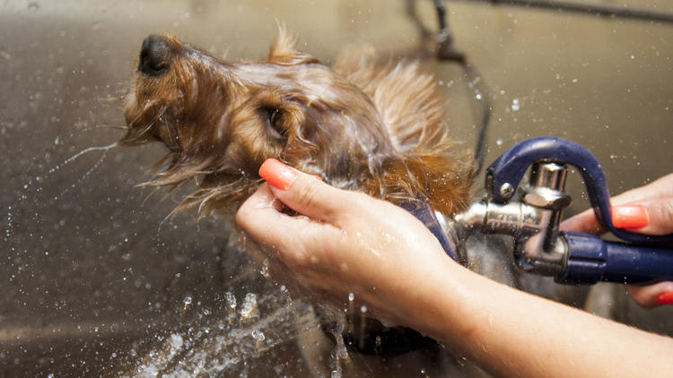 The Pet Spa at Harrods