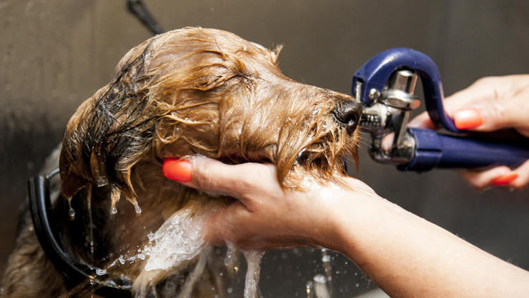 The Pet Spa at Harrods