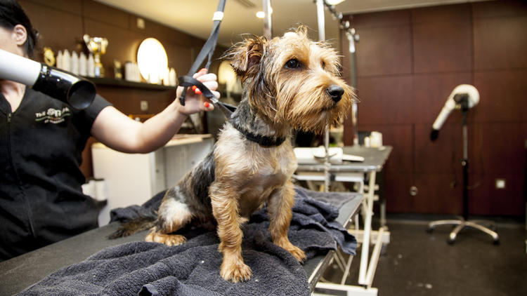 The Pet Spa at Harrods