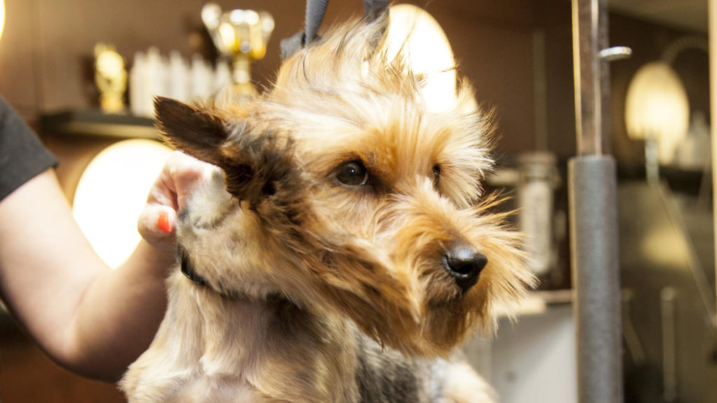 London's best dog groomers Shopping and lifestyle Time Out London