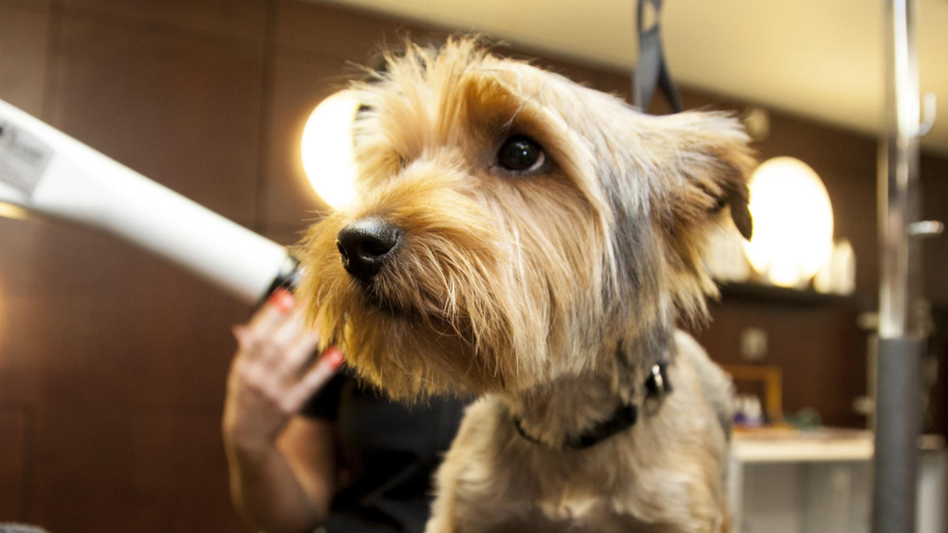 London's best dog groomers Shopping and lifestyle Time Out London