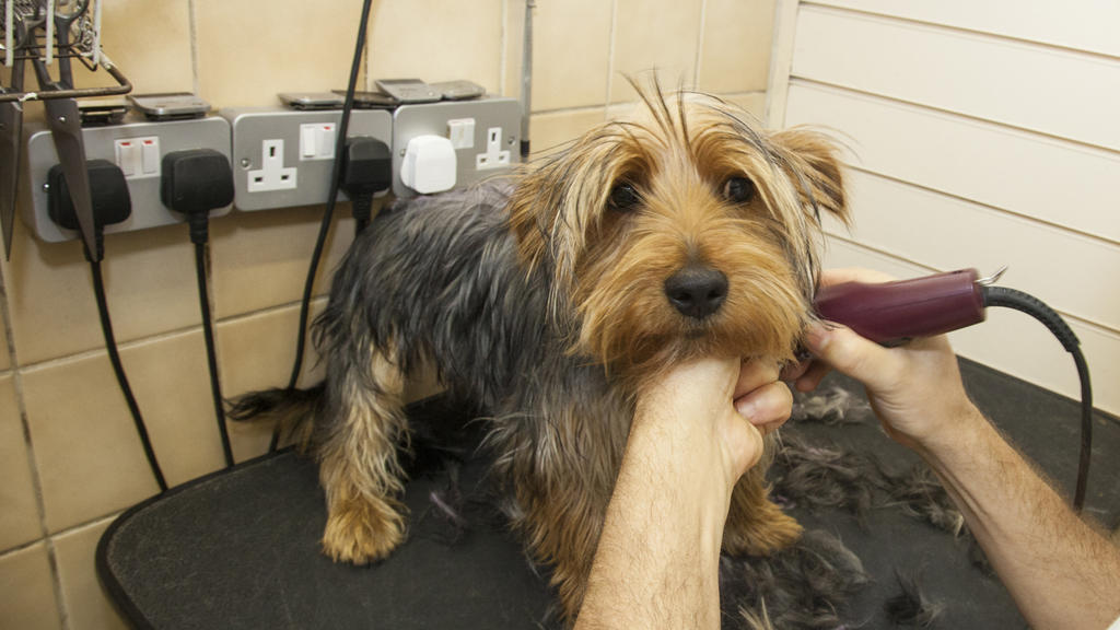 London's Best Dog Groomers - Shopping And Lifestyle - Time Out London