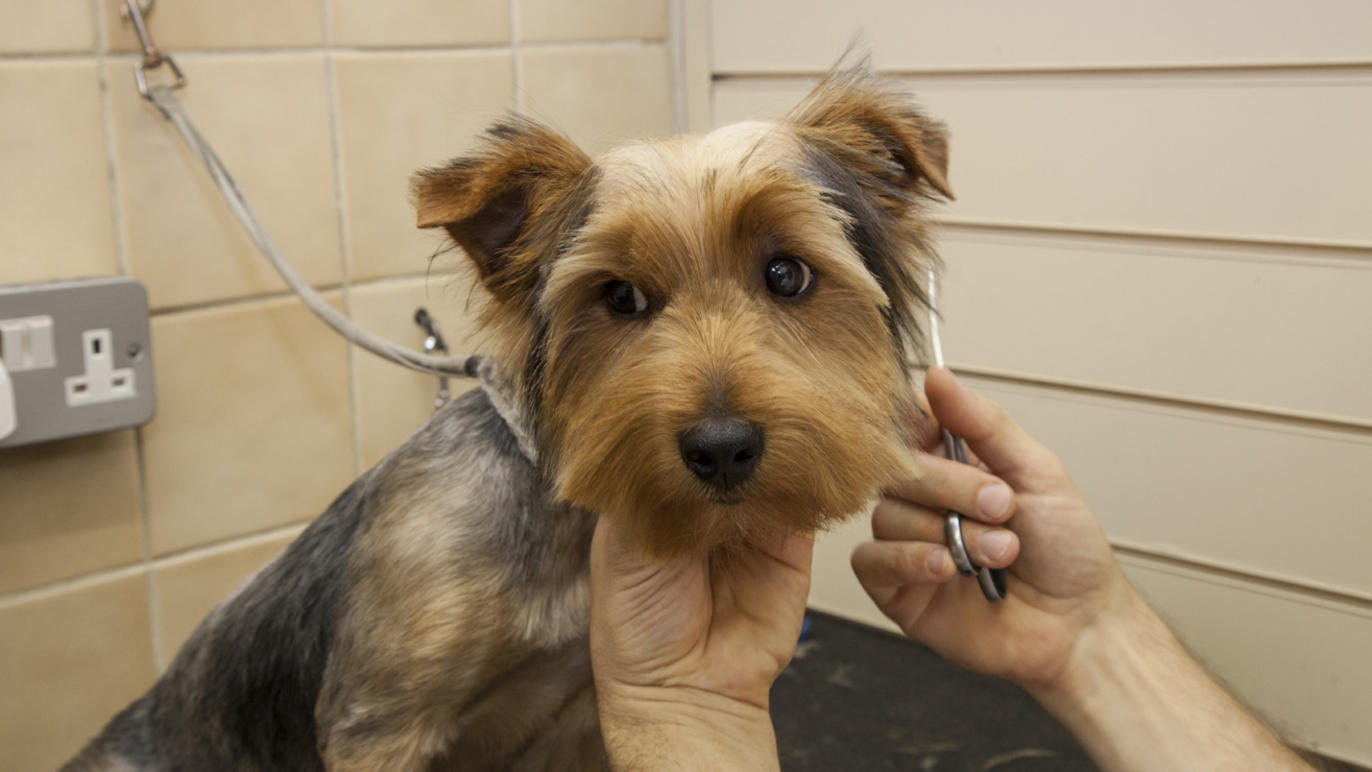 London's best dog groomers Shopping and lifestyle Time Out London