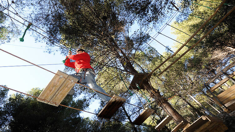 Diversió dalt dels arbres