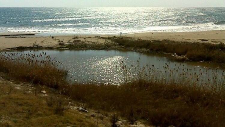 Les dunes del litoral