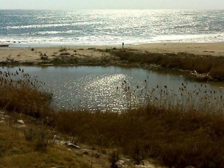 Les dunes del litoral